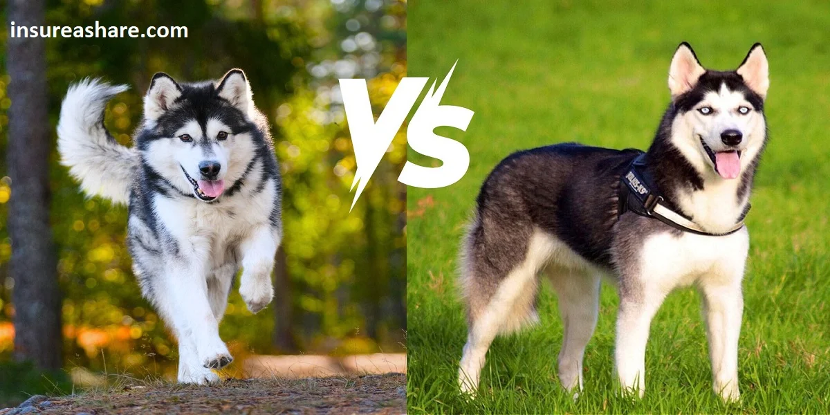 Alaskan Malamute vs Siberian Husky: Which Breed is Right for You?