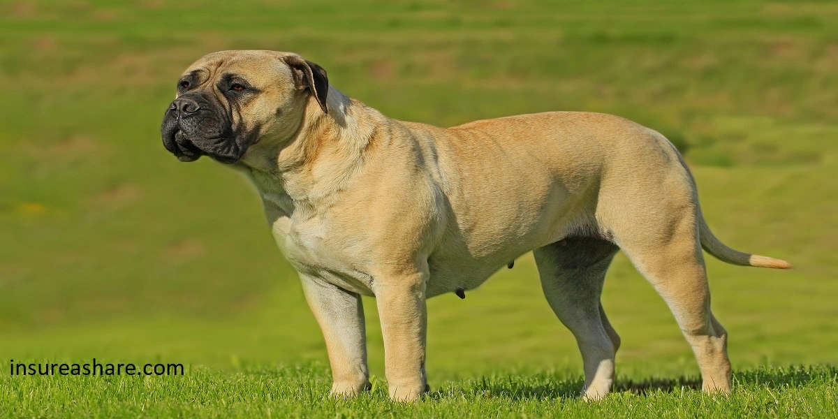 Mastiff: 7 Reasons to Choose the best Mastiff