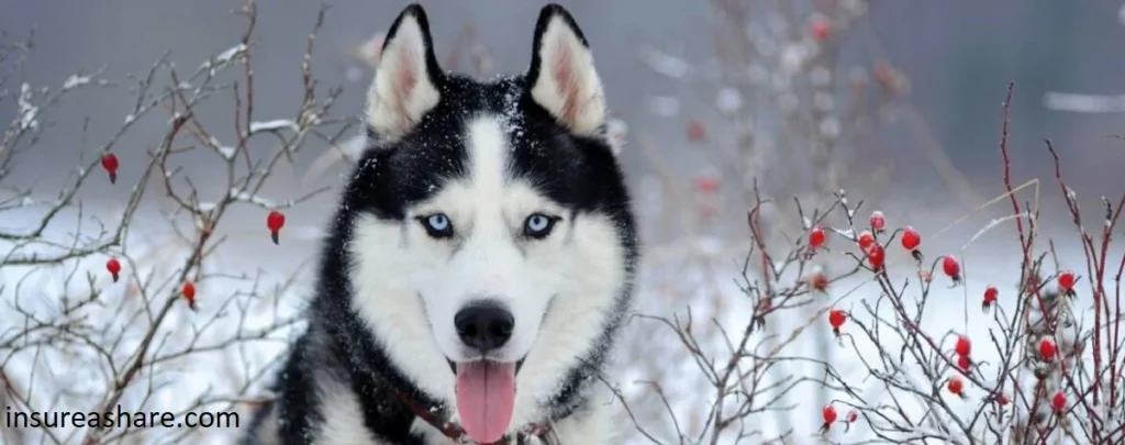 Siberian Husky