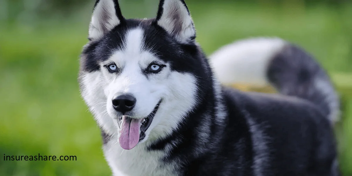 10 Essential Guide to Raising a Well-Socialized Siberian Husky