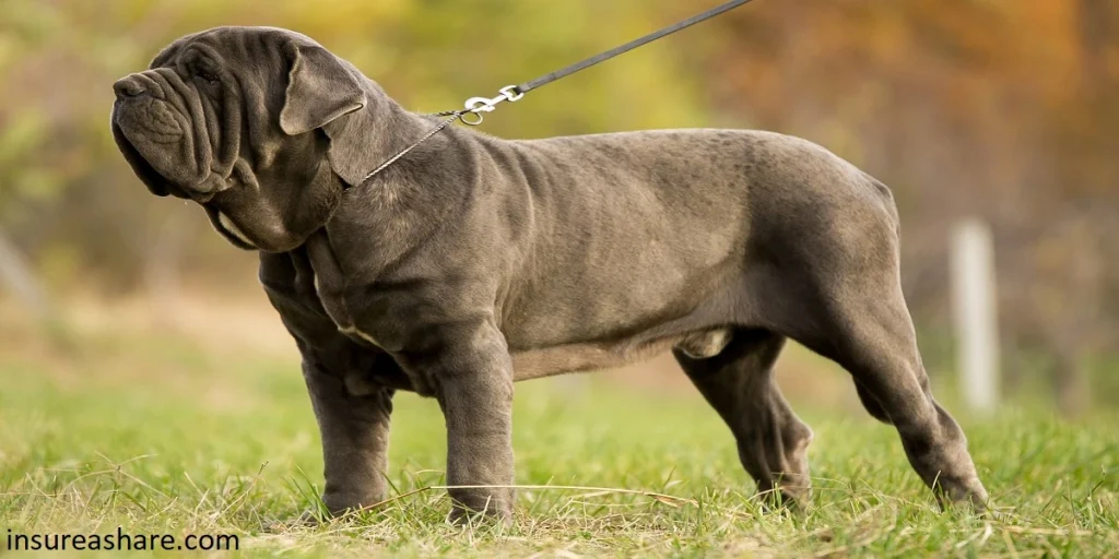 Mastiffs 